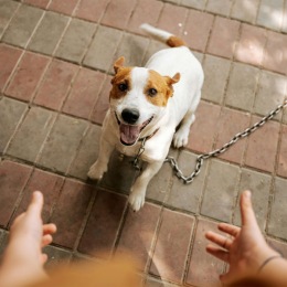a person with their dog on a leash